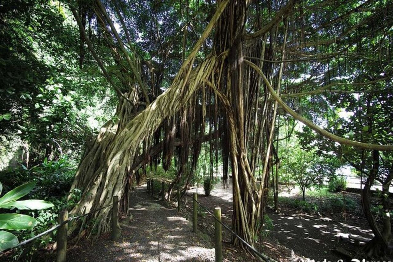 Tour dell'isola di Tahiti di 5 ore - Costa occidentale e orientale — 6