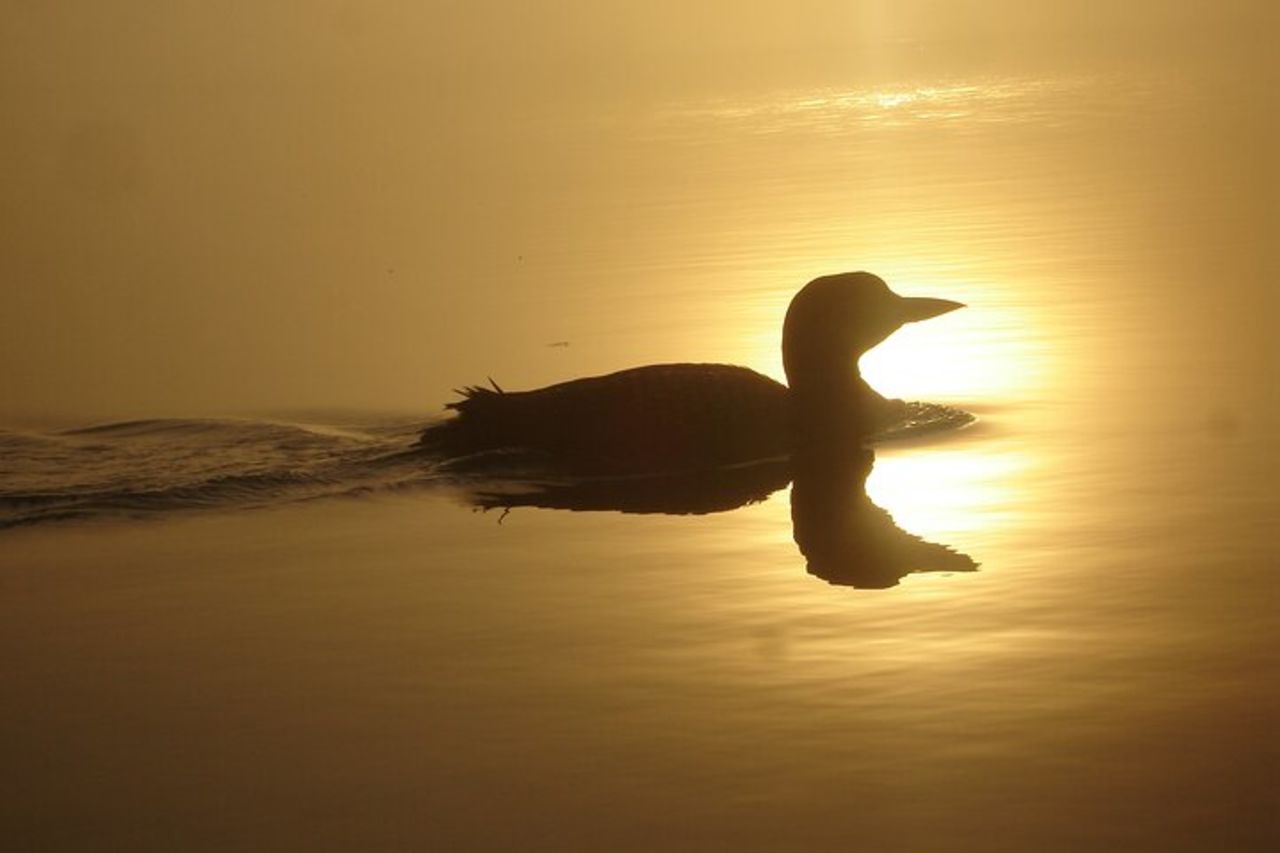 Algonquin Park 4 - Avventura in campeggio e canoa di lusso — 6