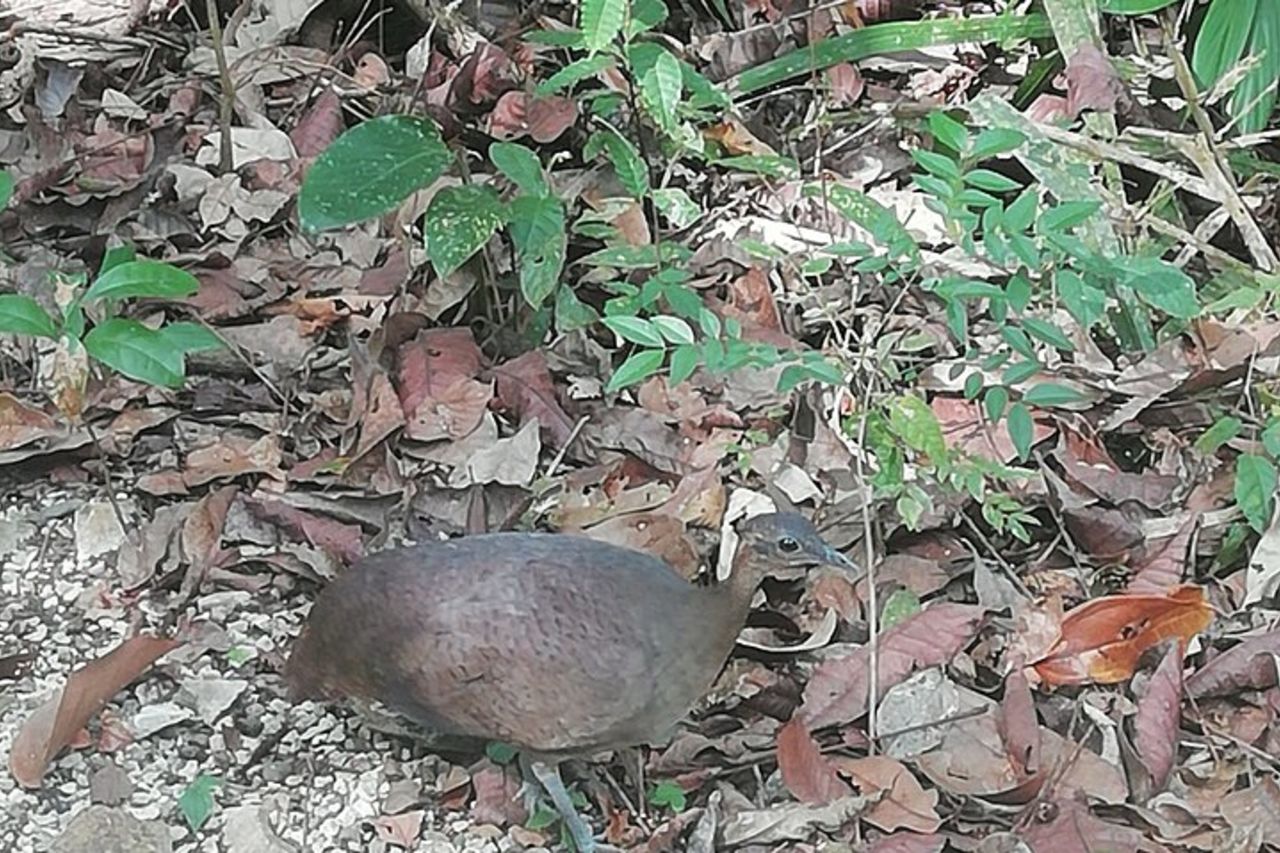Birding ACHIOTE ROAD dal porto di Colon della nave da crociera — 7