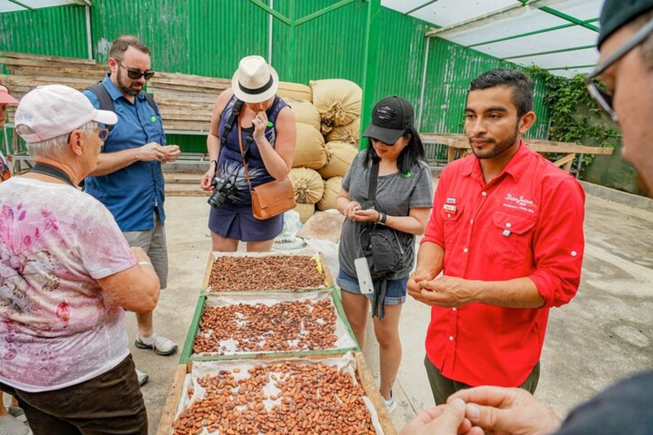 Tour di caffè, cioccolato e canna da zucchero (regolare) — 5