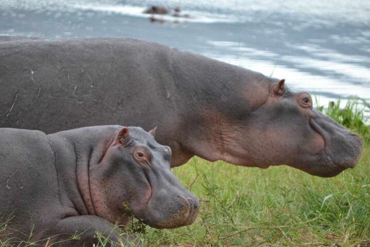 Safari privato Akagera Big Five di 1 giorno con ritiro e pranzo. — 6