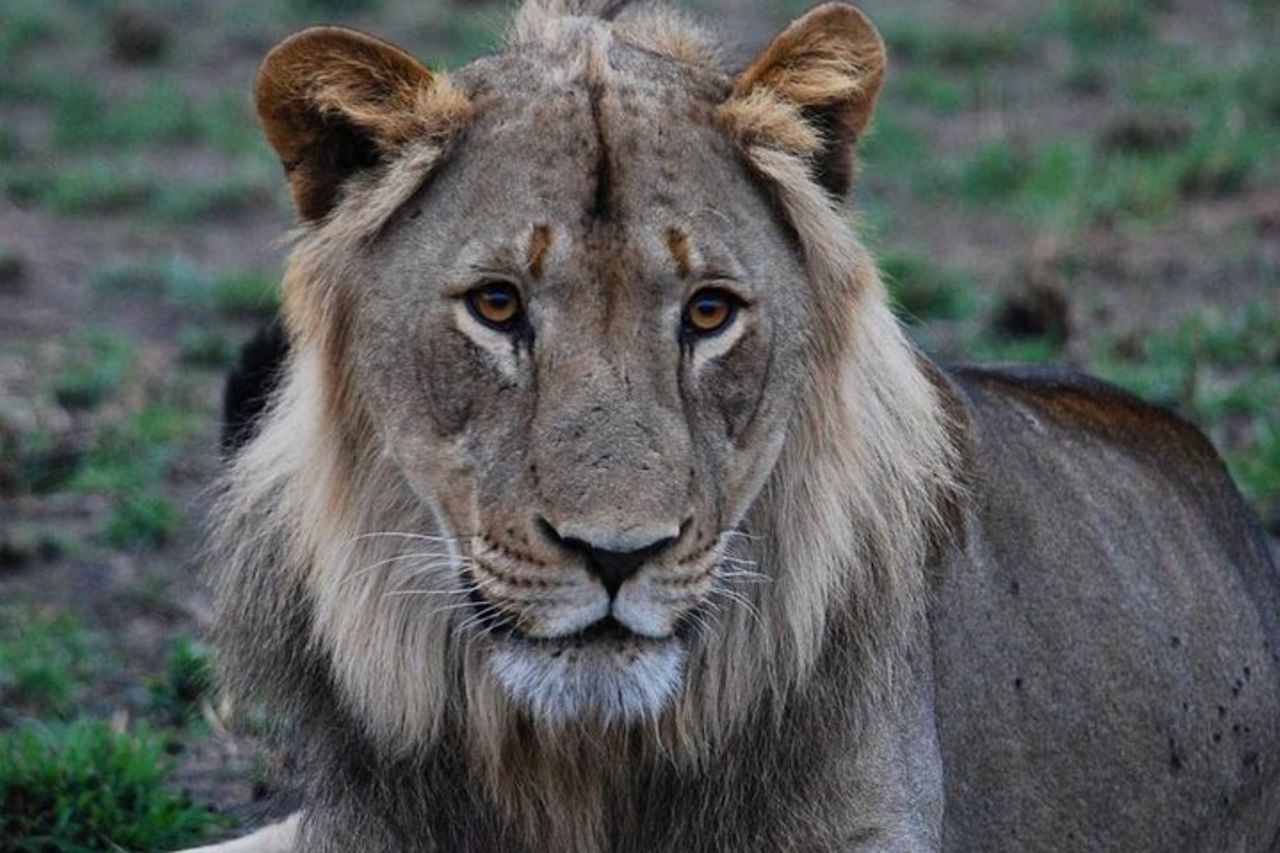 Safari privato Akagera Big Five di 1 giorno con ritiro e pranzo. — 9