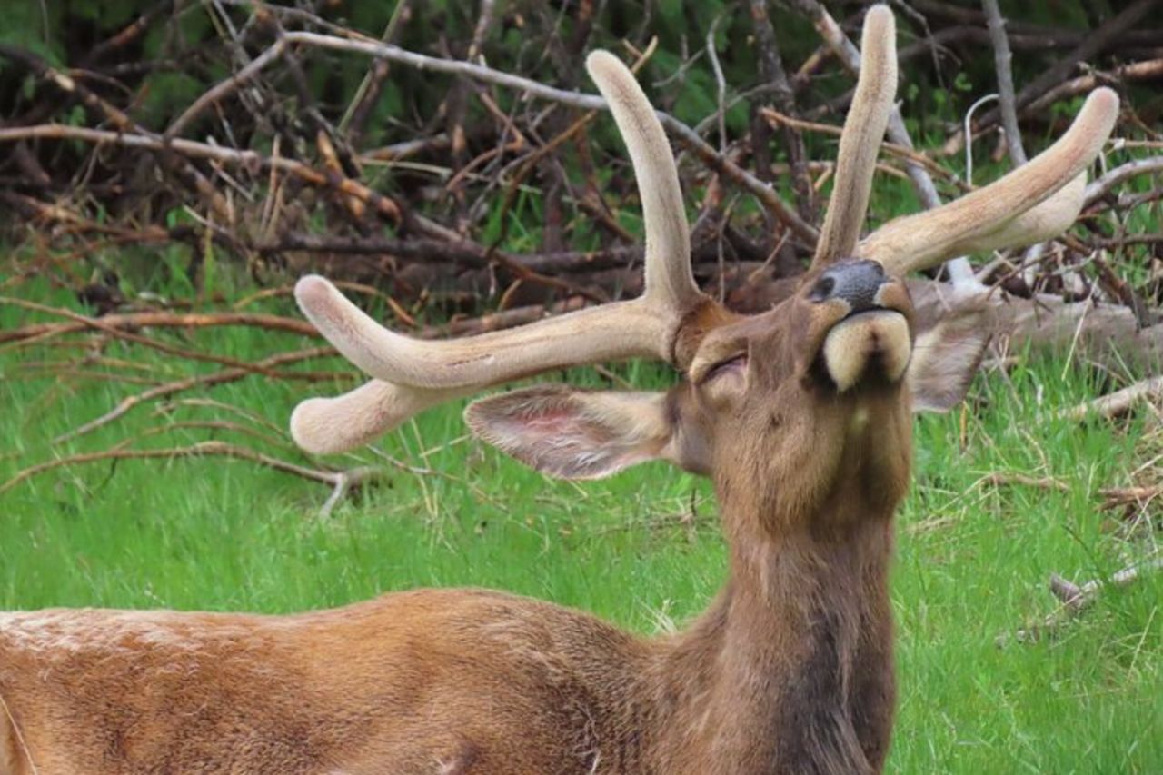 Lower Loop Van Tour da West Yellowstone: Grand Prismatic e Old Faithful — 8