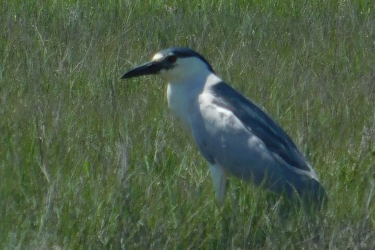 Crociera ecologica di 2 ore al tramonto sull'Osprey da Capo Maggio — 3