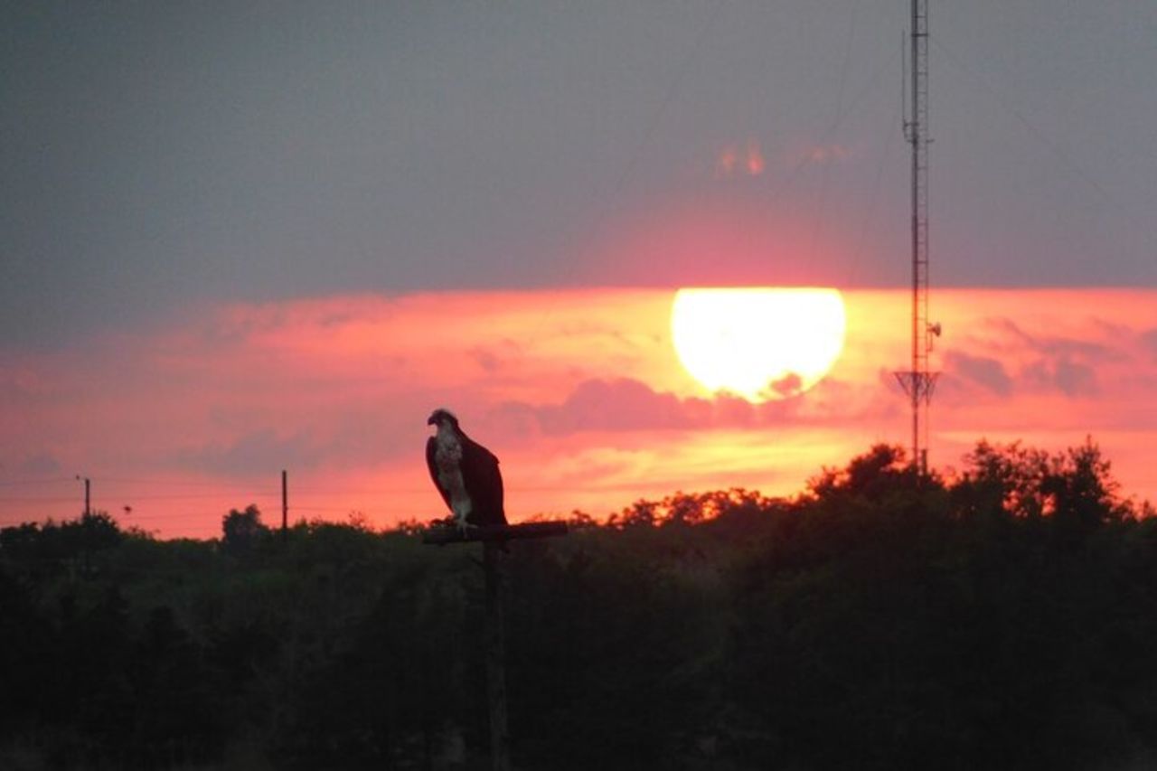 Crociera ecologica di 2 ore al tramonto sull'Osprey da Capo Maggio