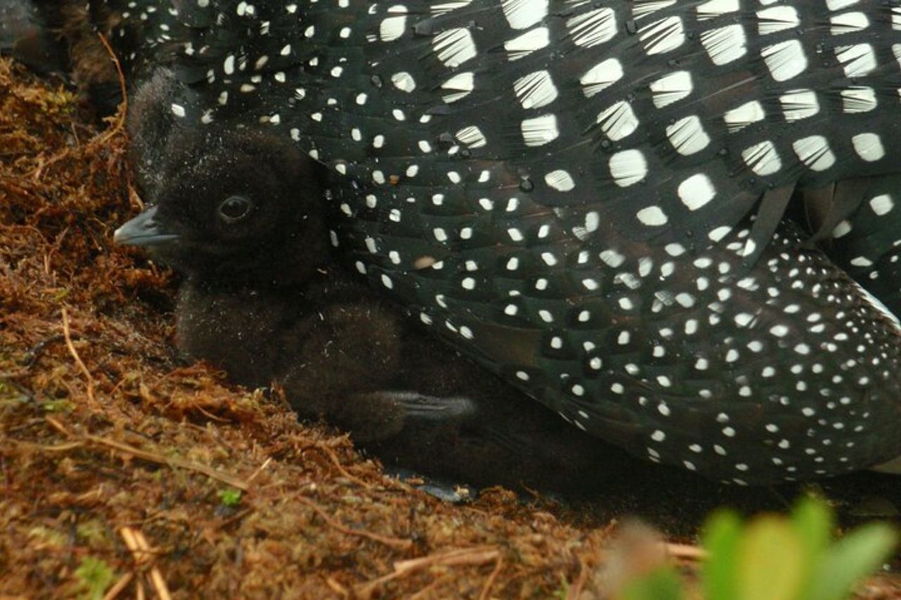 Algonquin Park 4 - Avventura in campeggio e canoa di lusso — 8