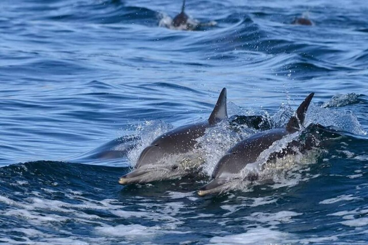 tour dell'isola dello spirito santo — 4