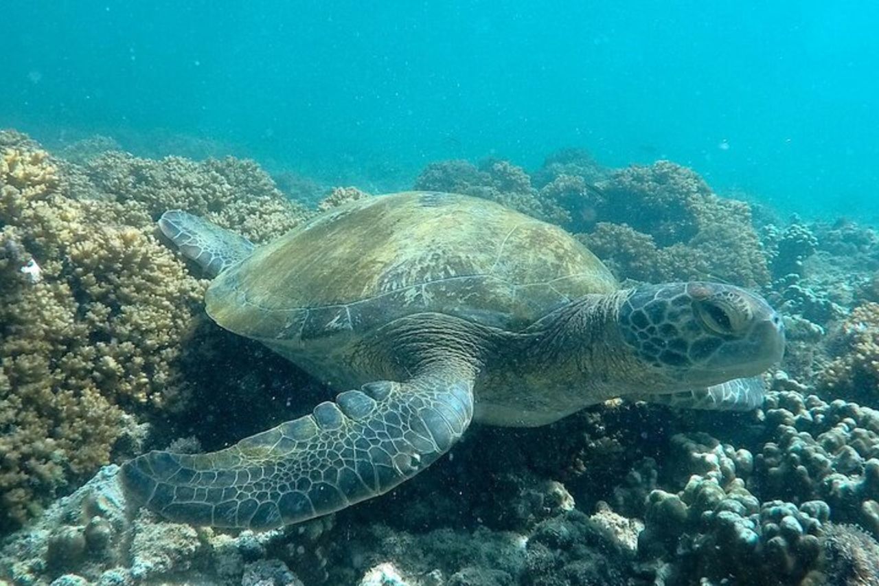 tour dell'isola dello spirito santo