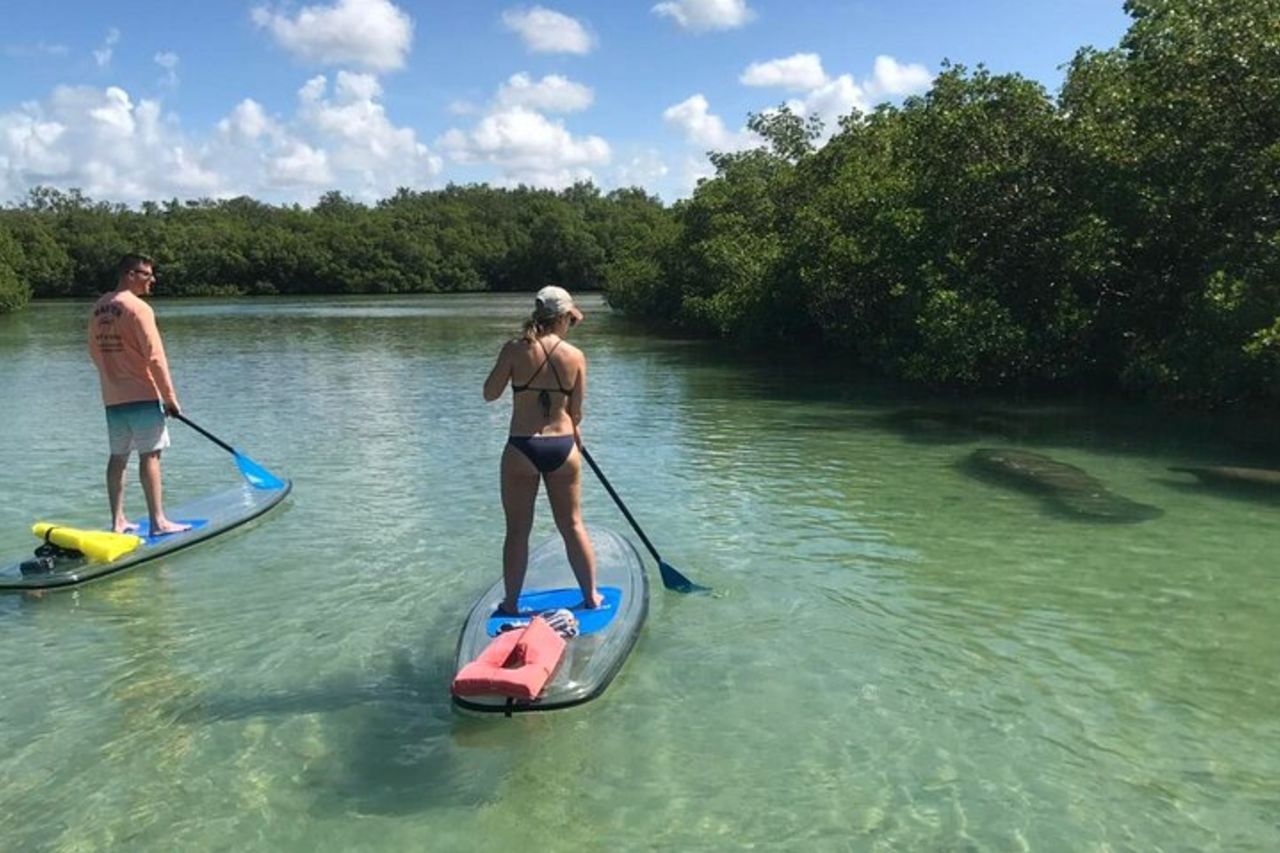 EcoTour guidato dell'isola: kayak CLEAR/Standard, SUP - Bonita Springs — 7