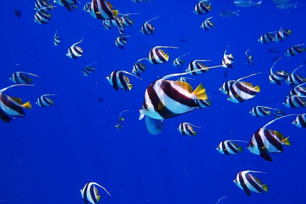 Scopri la bellezza delle acque polinesiane in barca e snorkeling — 3