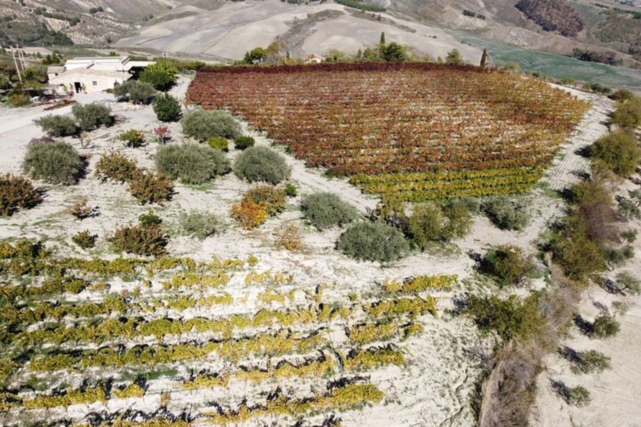 Tour dei vigneti, degustazione di vini e prelibatezze siciliane presso una Cantina ad Agrigento — 7