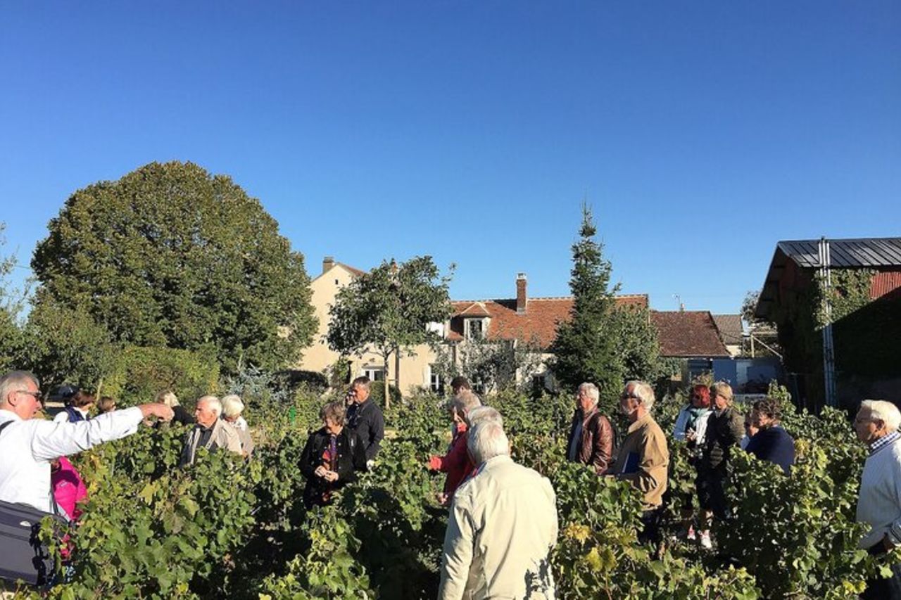 Visita e degustazione di vini Chablis al Domaine Clotilde Davenne in inglese