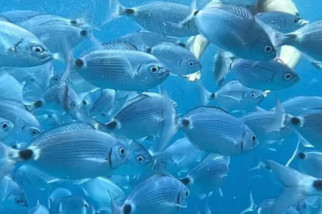 In Catamarano all'Arcipelago di La Maddalena da Poltu Quatu — 9