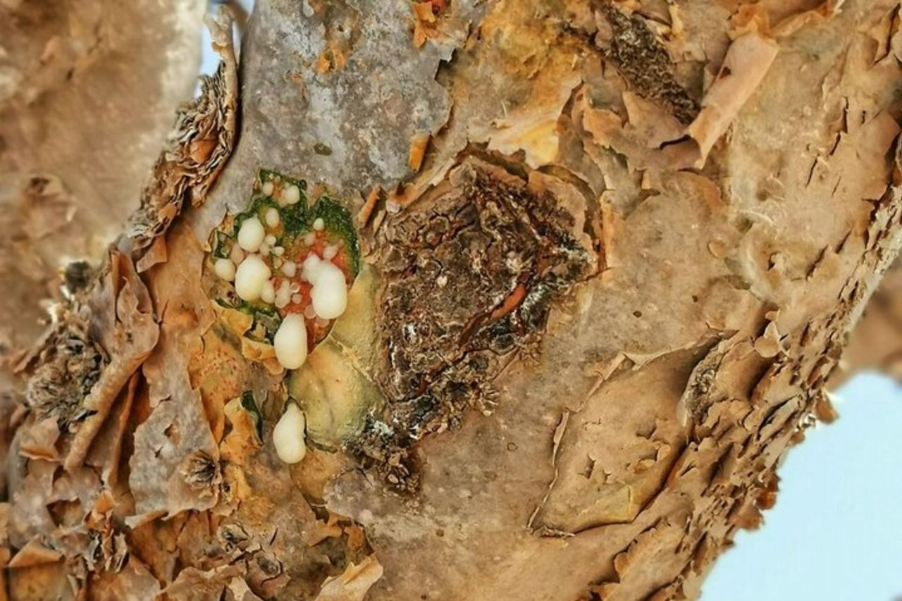 8 ore di Salalah Best: Tour privato Est & Ovest — 6