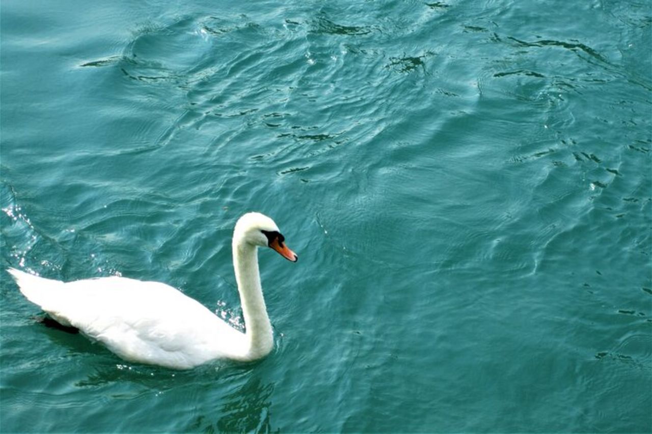 Crociera turistica sul Lago di Ginevra con vino e aperitivo — 2