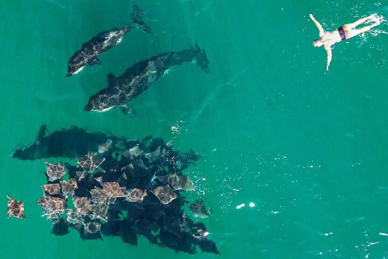 Ocean Safari: Leoni marini, razze mobula, delfini, orche e balene — 2