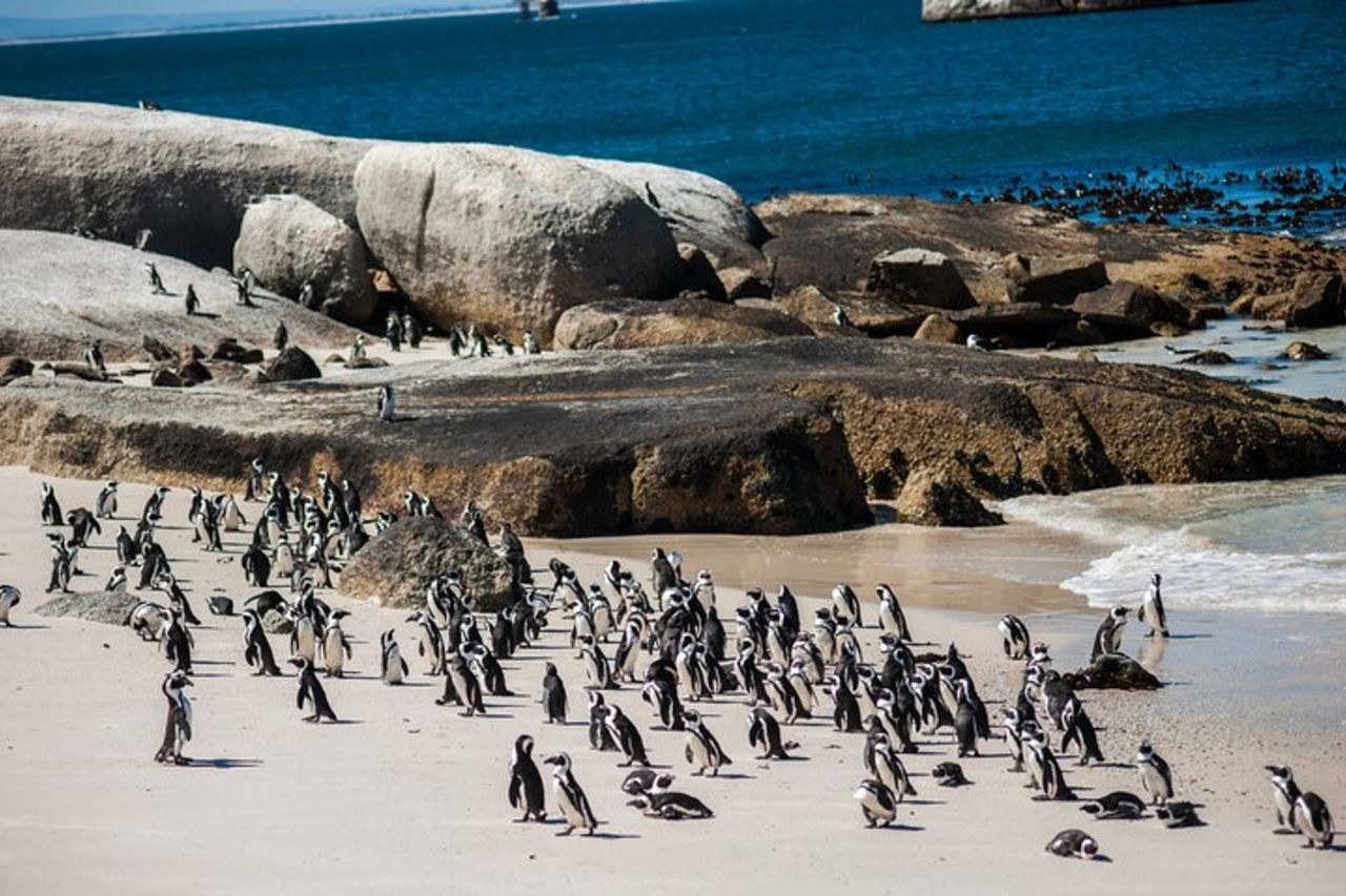Half Penguin Encounter Boulders Beach Half Day da Cape Town — 7