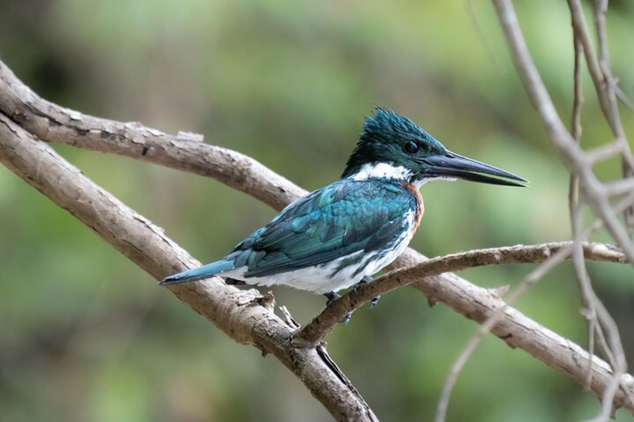 Esplorare l'Amazzonia 3D/2N all'Ecolodge Amazon Peacock Paradise