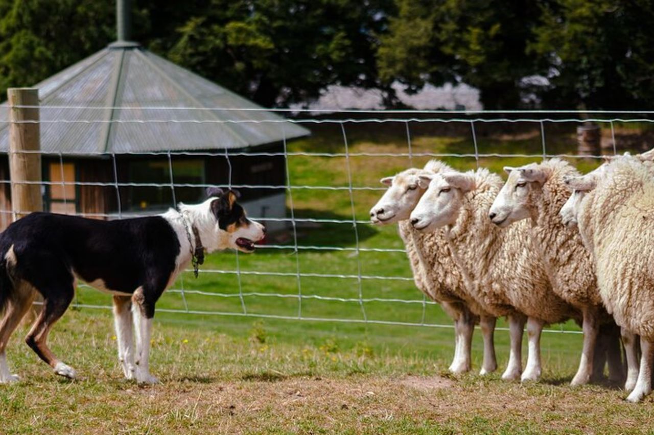 Arthur's Pass e TranzAlpine Train Day Tour da Christchurch — 6