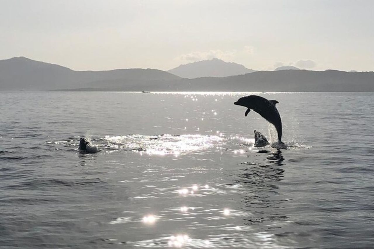 Tour in Barca con avvistamento Delfini da Olbia — 6