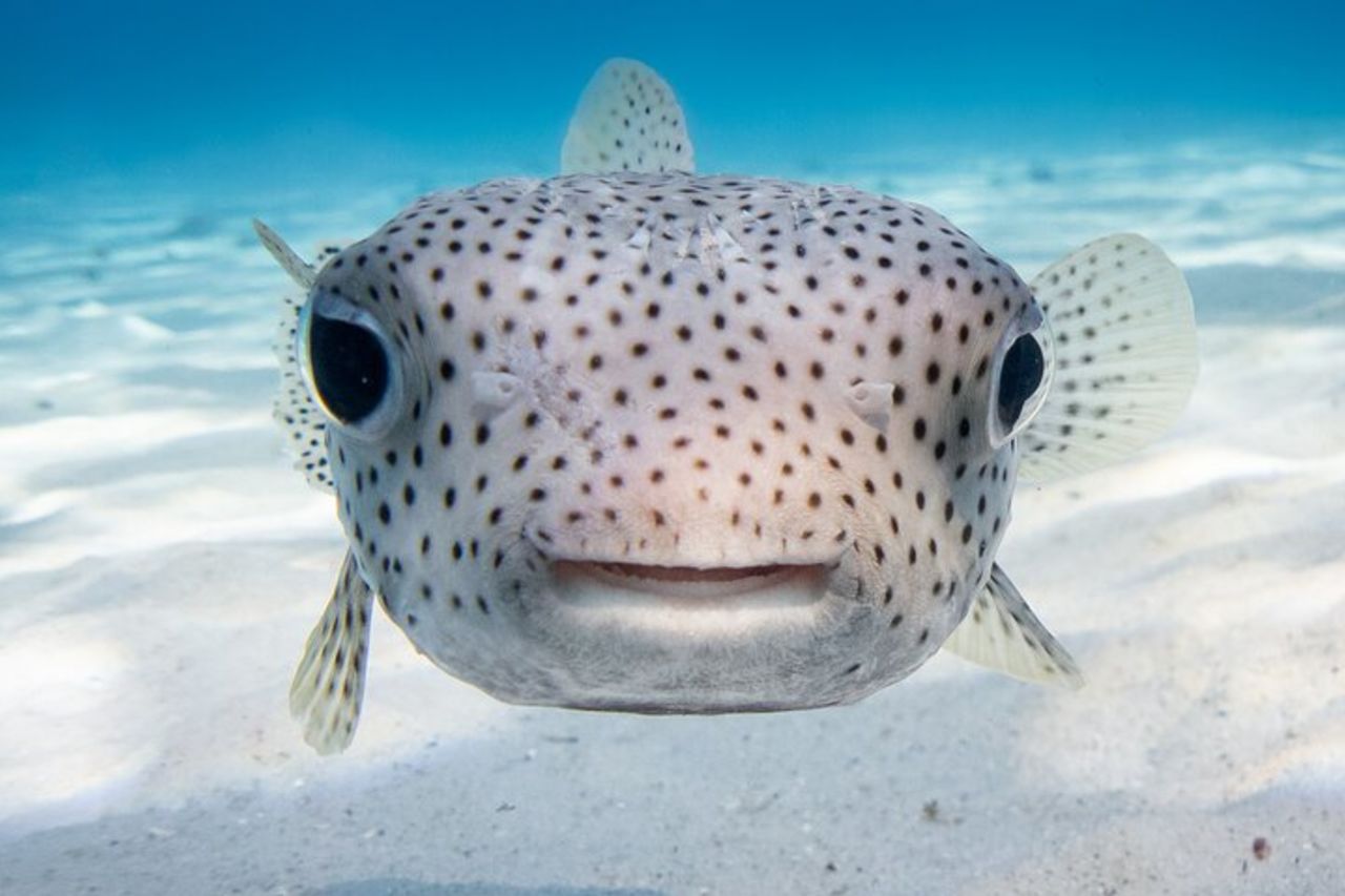 Immersione introduttiva a Bora Bora (pomeriggio) — 6