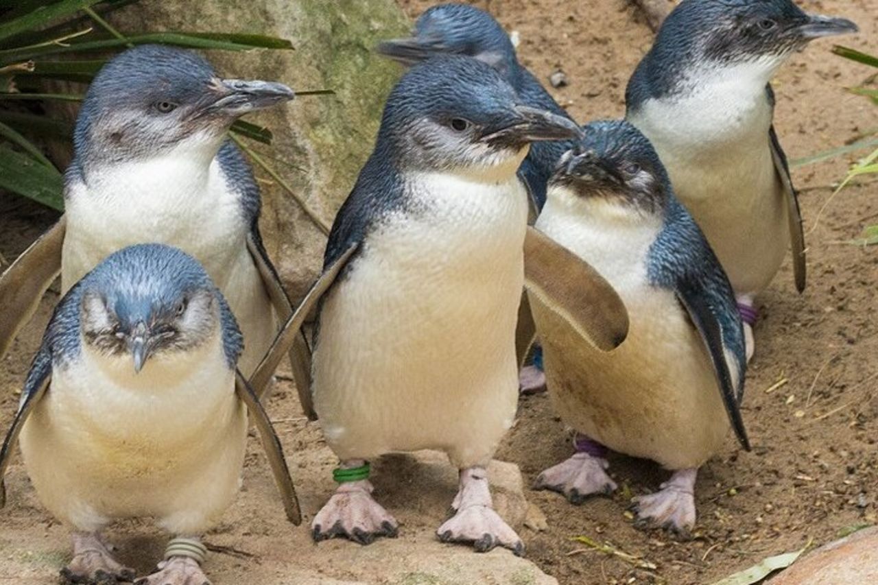 Tour in autobus della parata dei pinguini di Puffing Billy e Phillip Island — 7