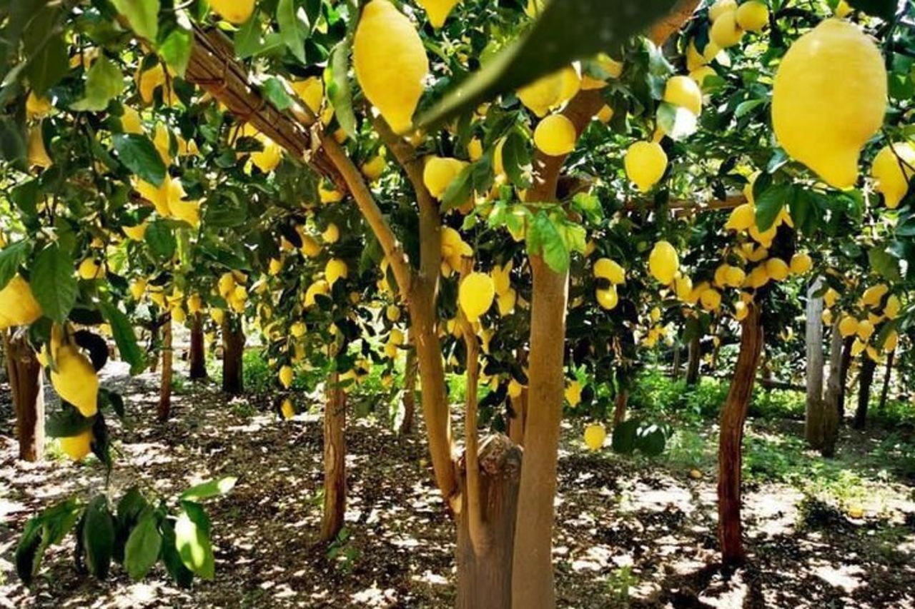 Amalfi Coast - Maiori: Path of Lemons Tour with Tasting — 3