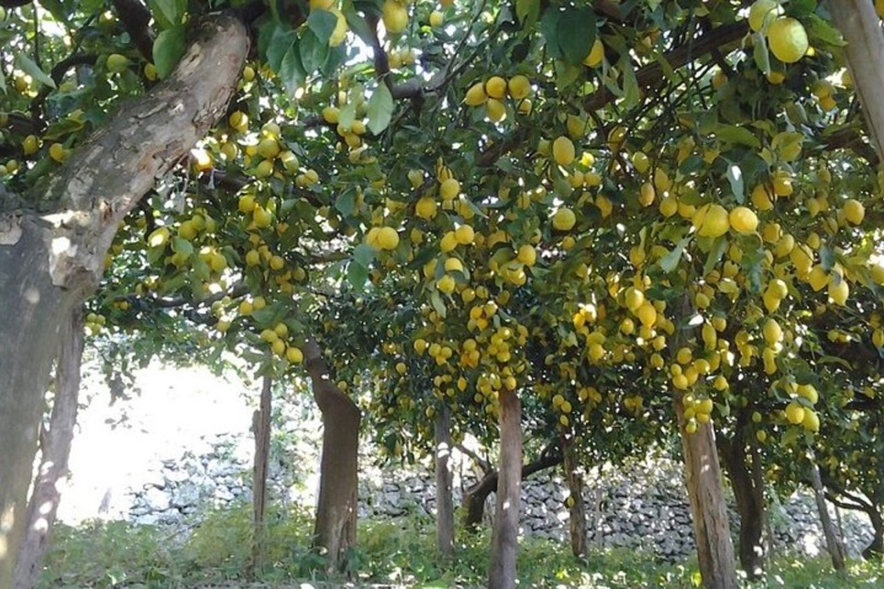 Amalfi Coast - Maiori: Path of Lemons Tour with Tasting — 7