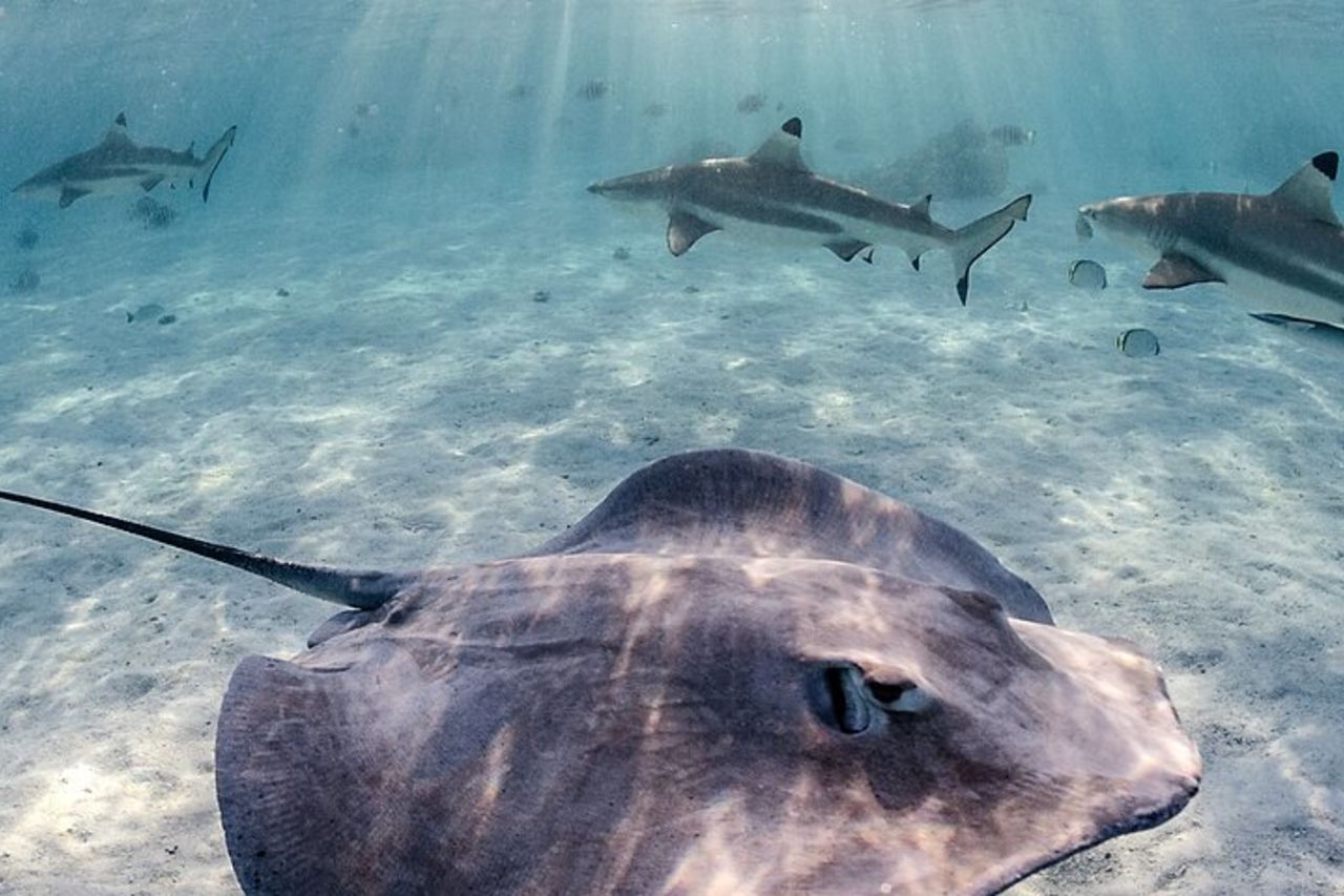 Escursione esclusiva al tramonto nella laguna con razze e squali — 3