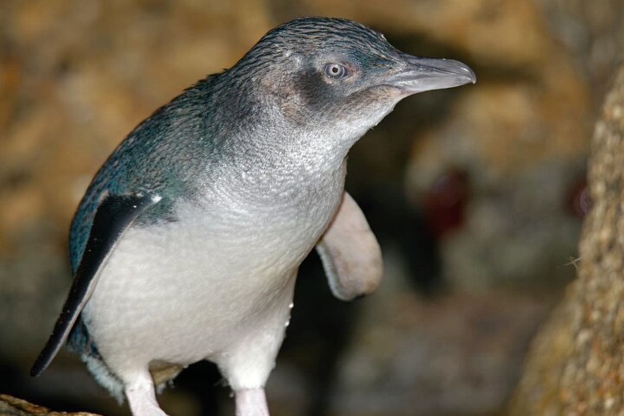 Tour in autobus della parata dei pinguini di Puffing Billy e Phillip Island — 9