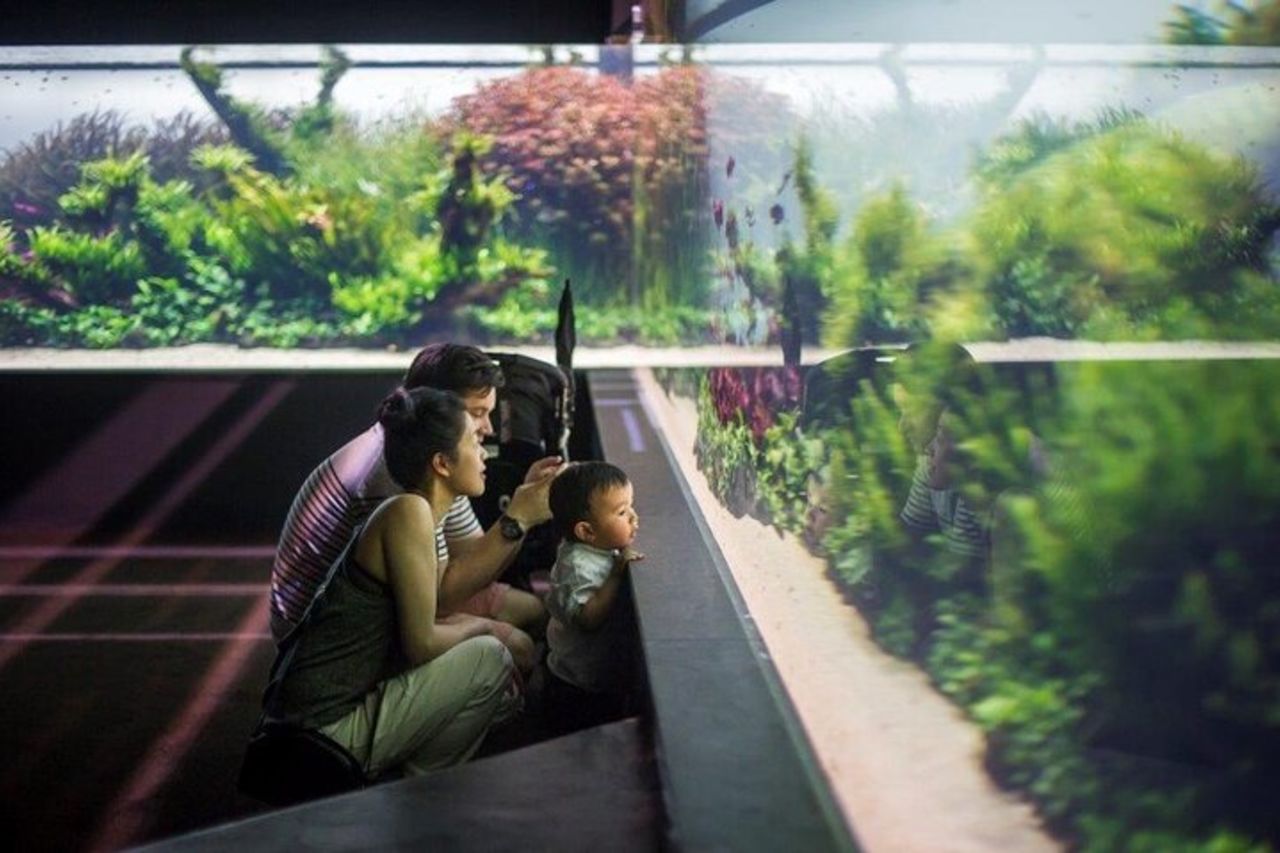 Oceanario di Lisbona: biglietto d'ingresso all'Acquario — 4