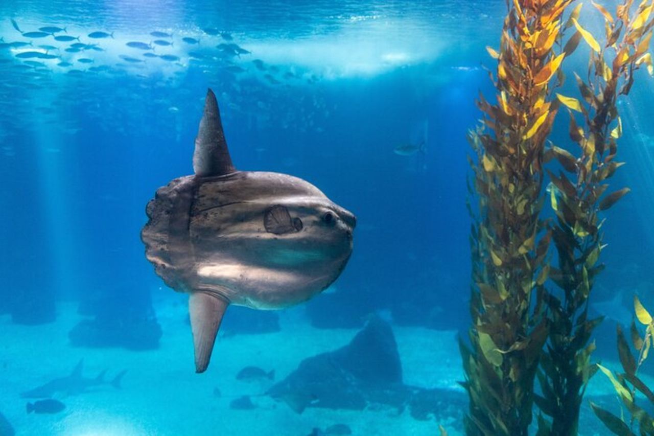 Oceanario di Lisbona: biglietto d'ingresso all'Acquario — 8