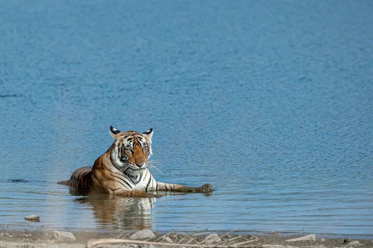 Tour di un giorno di Ranthambore Tiger Safari da Jaipur — 3