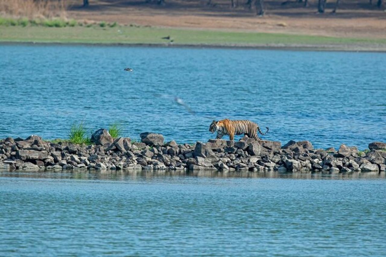 Tour di un giorno di Ranthambore Tiger Safari da Jaipur — 9