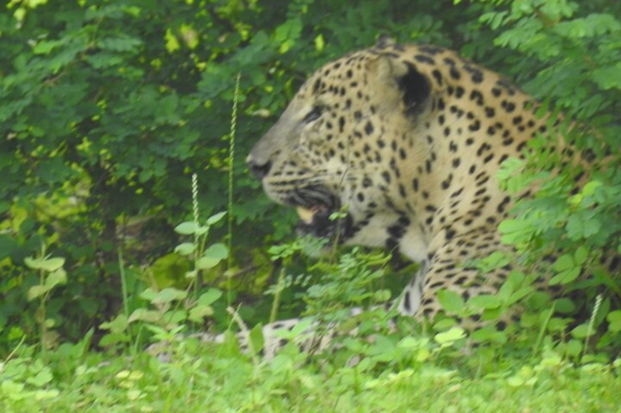 Safari speciale leopardo & elefanti - Yala - dalle 04.30 alle 11.30 — 3