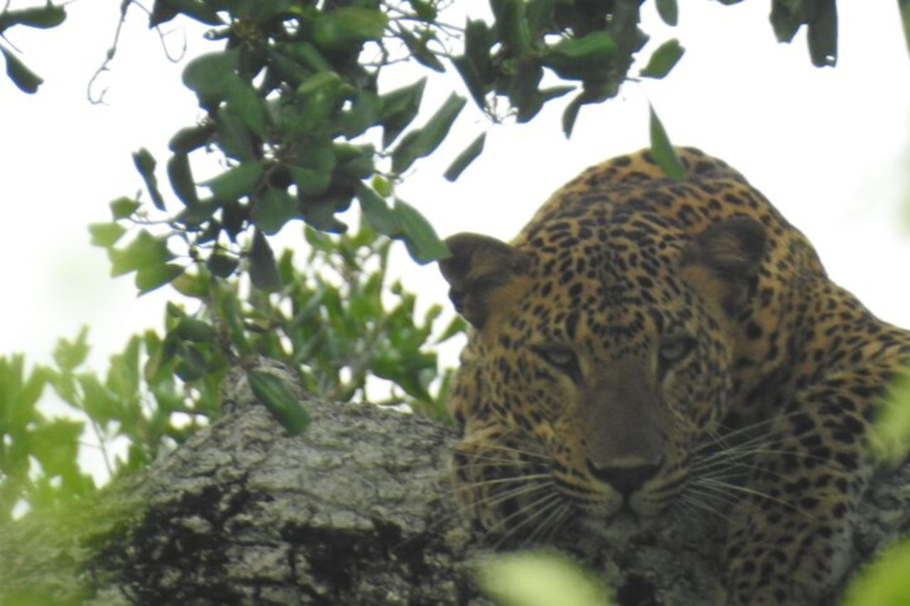 Safari speciale leopardo & elefanti - Yala - dalle 04.30 alle 11.30 — 5