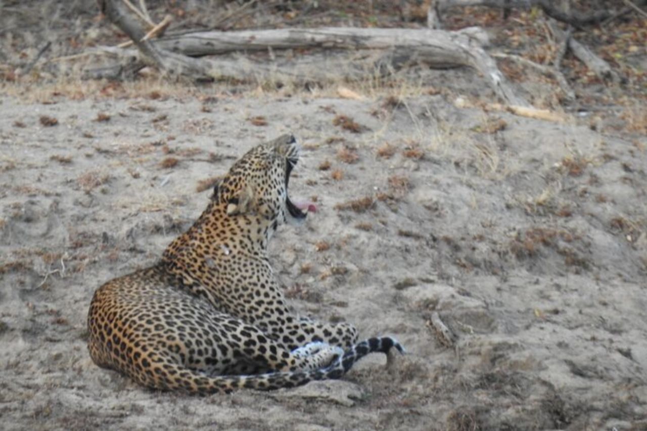 Safari serale - Yala National Park con safari Janaka - dalle 14:00 alle 18:30 — 5