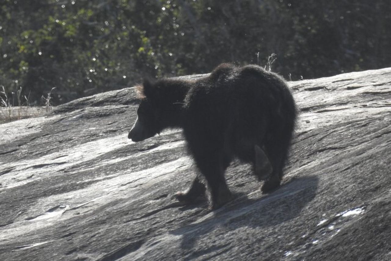 Safari serale - Yala National Park con safari Janaka - dalle 14:00 alle 18:30 — 7