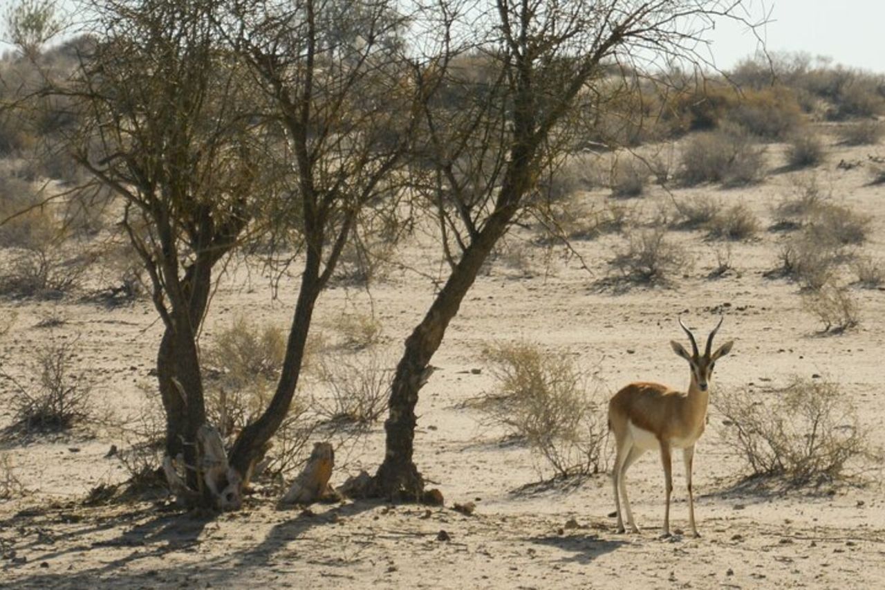 Piacevole safari al tramonto con cena sulle dune (dalle 14:00 alle 22:00 circa) — 7