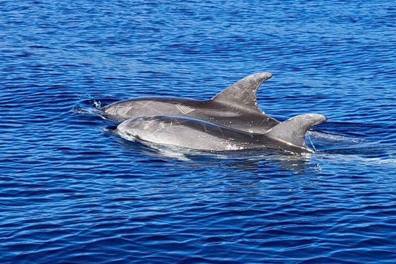 Tour Avvistamento Delfini con Snorkeling da Olbia — 5