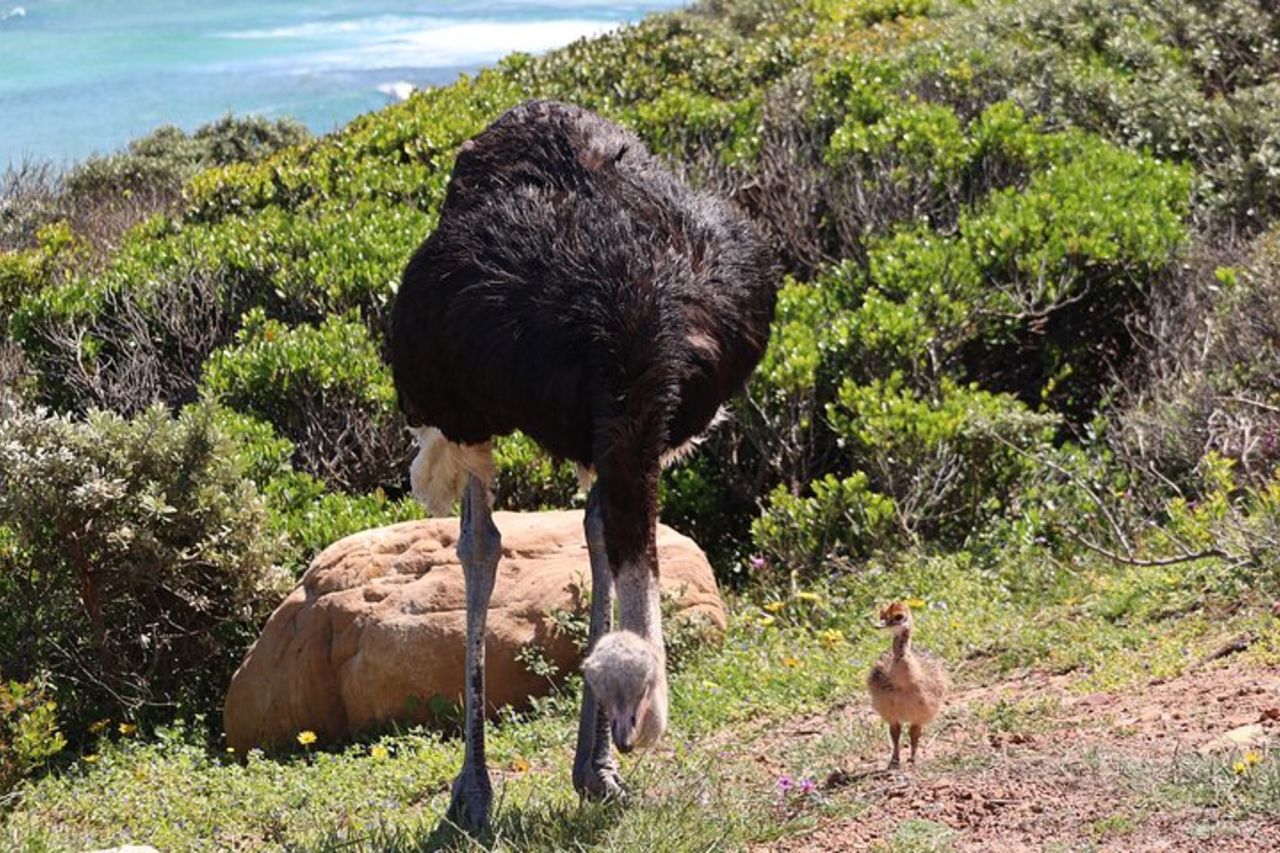 Supersaver: Cape of Good Hope e Cape Point Day Tour da Cape Town — 3