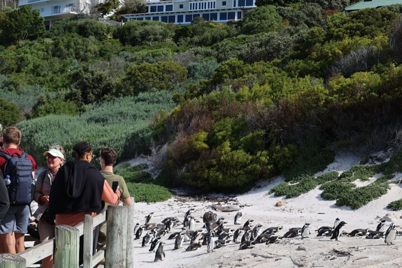 Supersaver: Cape of Good Hope e Cape Point Day Tour da Cape Town — 6