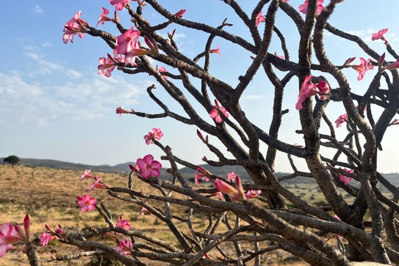 Il tuo tour a Salalah: diverse offerte di tour in lingua tedesca per l'Oman — 4