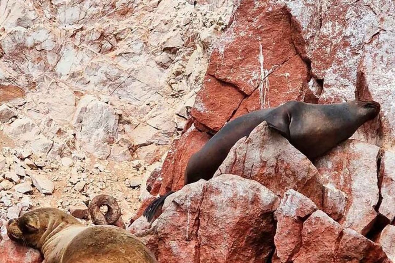 Escursione di un giorno a Paracas e Huacachina da Lima: esperienza al tramonto — 3