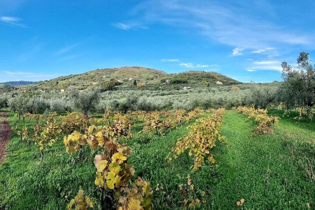 Visite guidate all'oliveto con degustazione degli oli. — 8