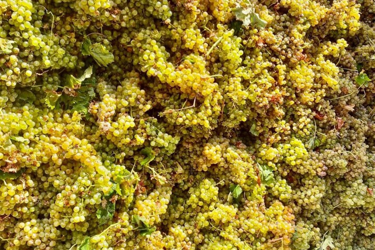 Visita della Cantina Florio e degustazione di vini — 8