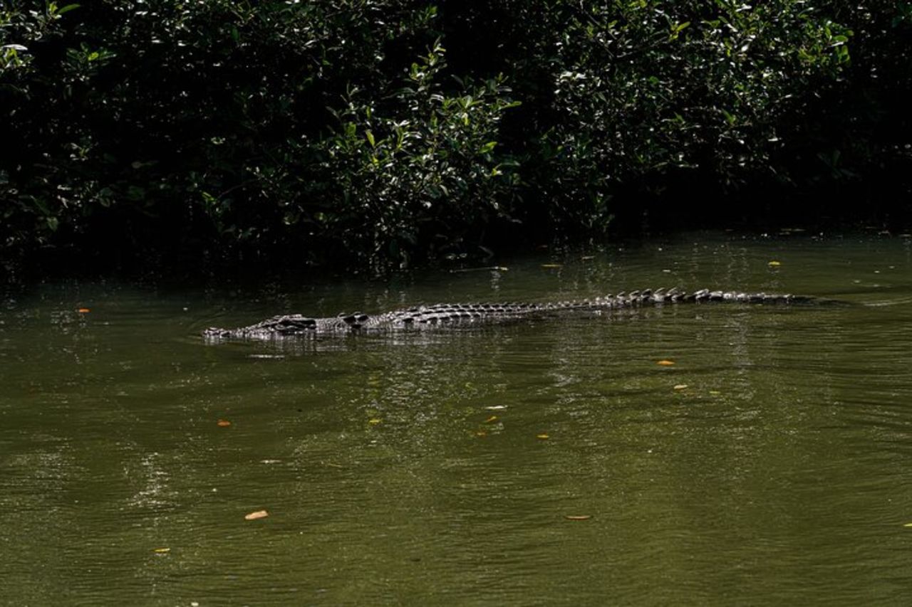 Tour pomeridiano di Daintree con crociera sul fiume da Port Douglas — 9