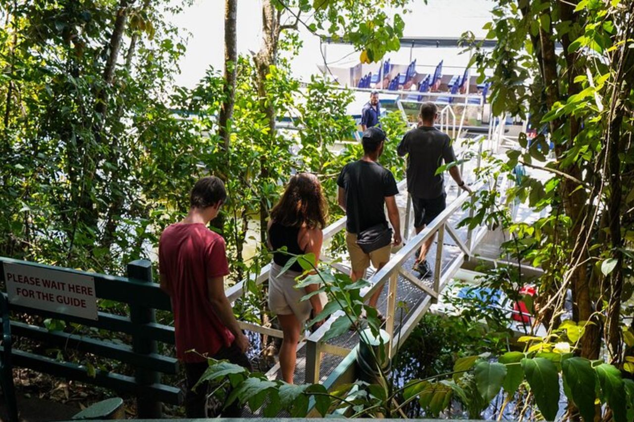 Tour pomeridiano di Daintree con crociera sul fiume da Port Douglas — 4