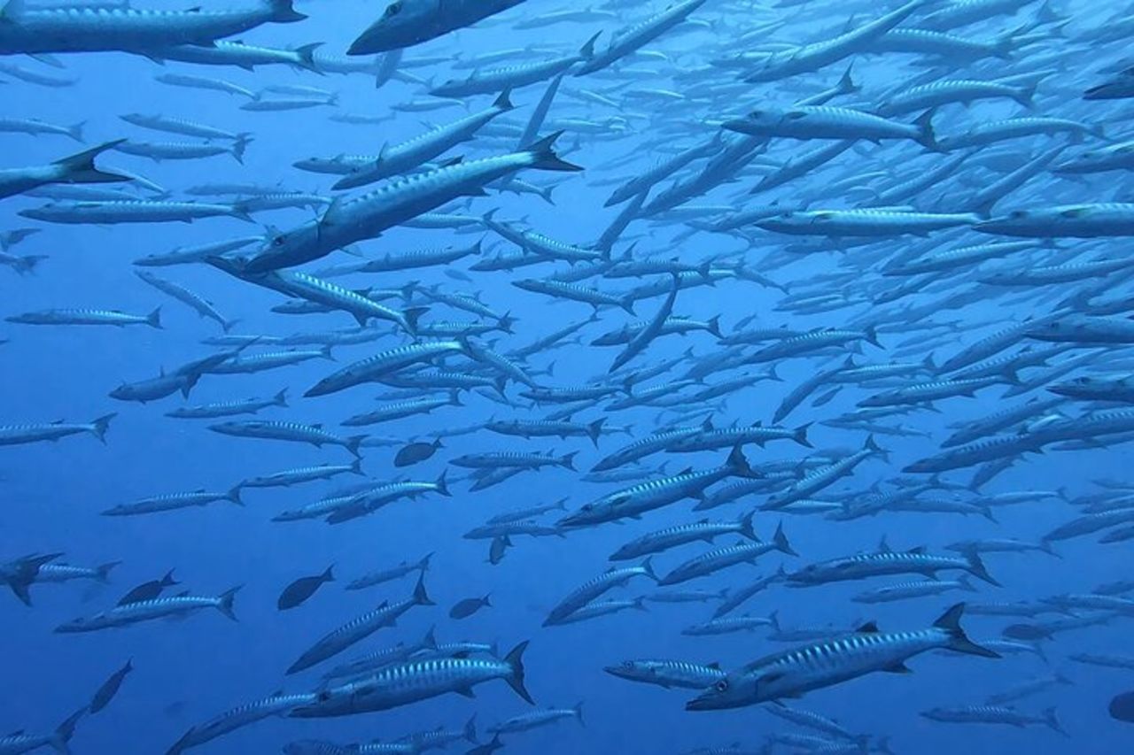 Scopri la bellezza delle acque polinesiane in barca e snorkeling — 5