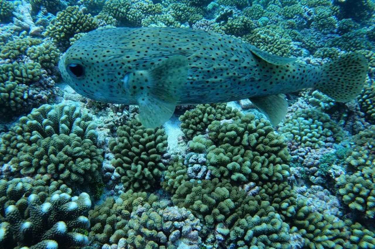 Scopri la bellezza delle acque polinesiane in barca e snorkeling — 6